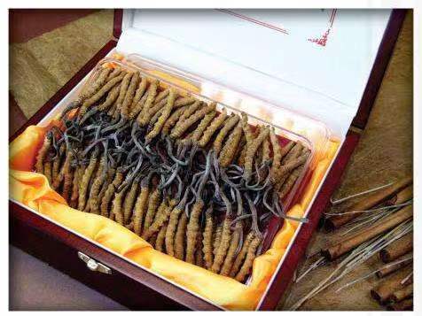 三伏潭镇冬虫夏草回收